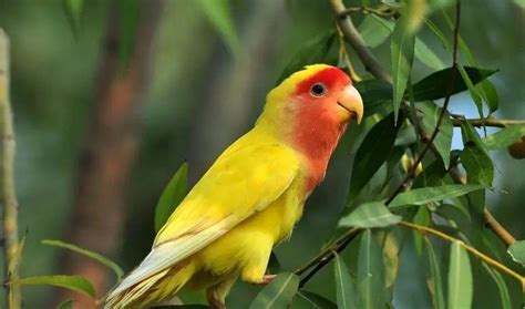 如何养绿桃牡丹鹦鹉?