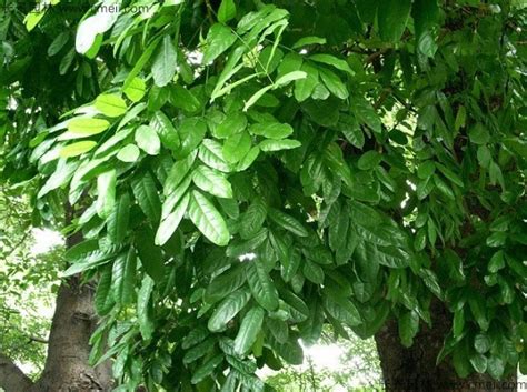 读《桃花心木》有感_优秀读后感300字（合计6则）