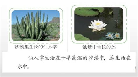 仙人掌-观察日记作文350字（集锦10篇）