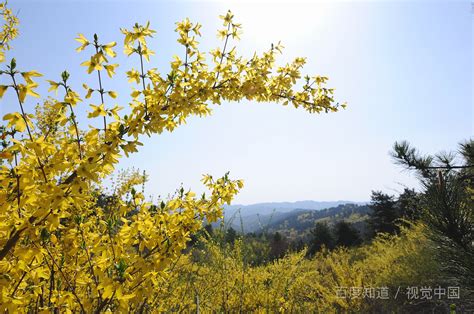 连翘靠什么传粉