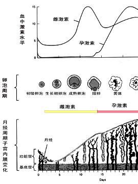 45岁月经周期25天正常吗