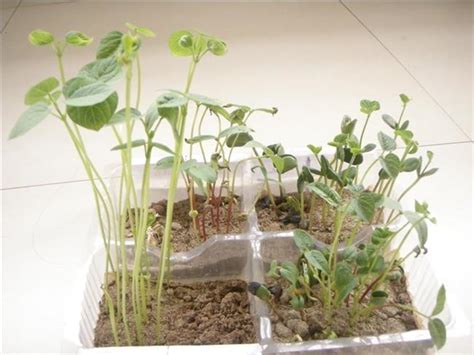 黄豆发芽记-小学生日记作文400字(优秀4篇)