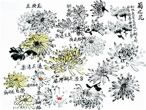 我喜欢菊花-描写植物的作文300字(经典10则)