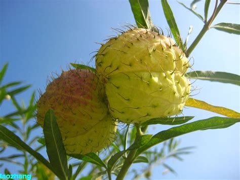 有一种植物叫气球花你认为气球是什么器官?