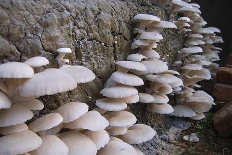 平菇菌种怎么培养?
