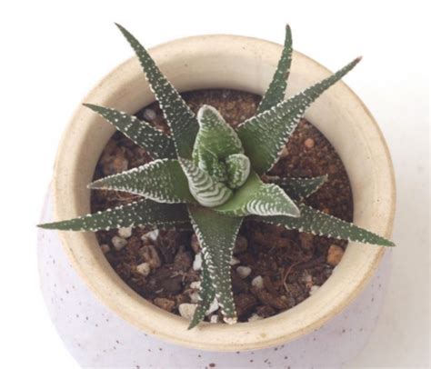 我家的条纹十二卷-叙事作文250字(推荐4篇)