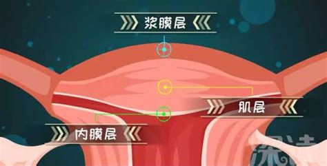 子宫和宫颈的区别是什么