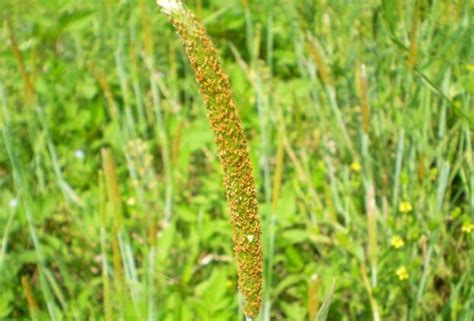 这是什么植物:植株像小麦或者看麦娘,穗型像是水稻,但是籽实临时像谷子!