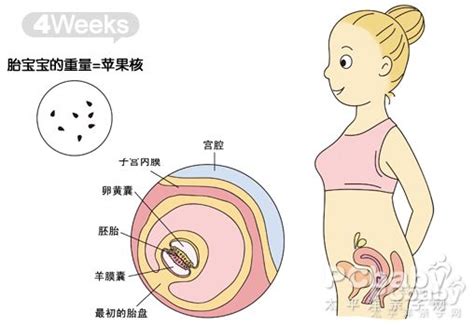 女生怀孕1到10个月