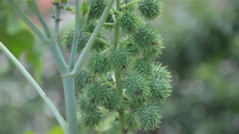 外形长的像蓖麻,开白花是什么植物?