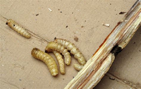 咖啡豆能生虫子吗