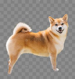 小柴犬-小动物作文500字(合计10则)