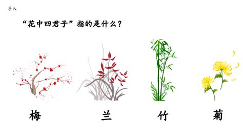 花中四大君子是什么