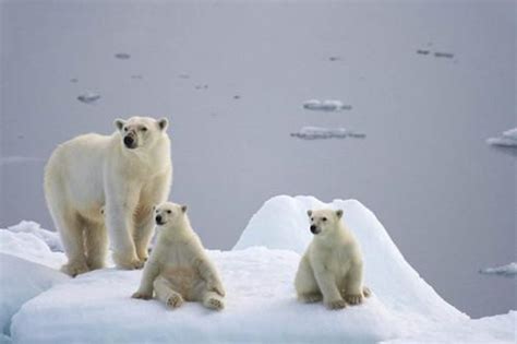 北极冰川探险之旅-想象作文800字【集锦7篇】