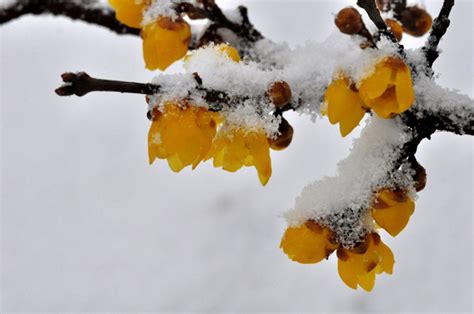 腊梅子生出梅花树有几种