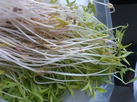 绿豆发芽了-状物作文600字（推荐9篇）