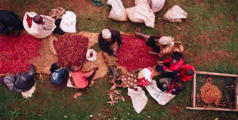 水洗肯尼亚——黑莓缪斯、蒂玛妮少女、柯玛缇娜的风味对比