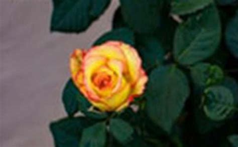 我心中的那一朵玫瑰-人物作文700字（推荐7则）