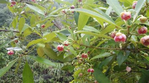 八角是什么植物