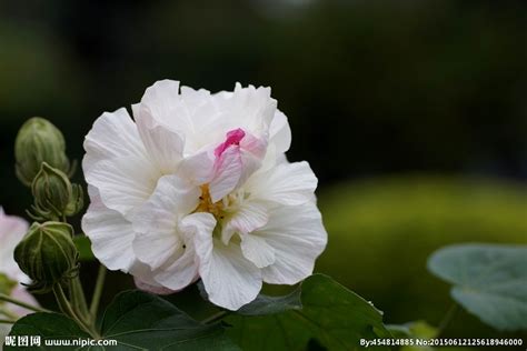 白芙蓉是不是很不好!?