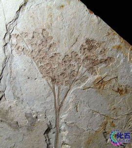 4万年前的化石图片