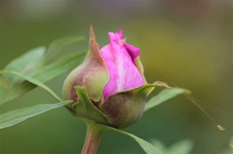 棉花花蕾期如何施肥 棉花花蕾期施肥技术及注意事项