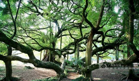 故乡的榕树_六年级状物作文1100字【推荐7篇】