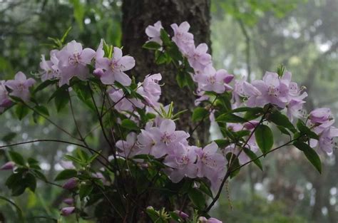 马银花可以嫁接印山红吗?