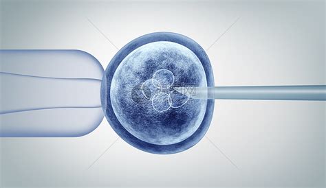 卵裂胚移植成功率