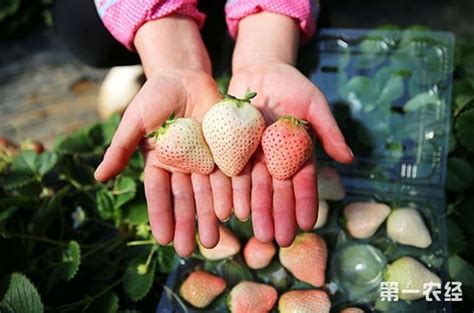 如何种植草莓?
