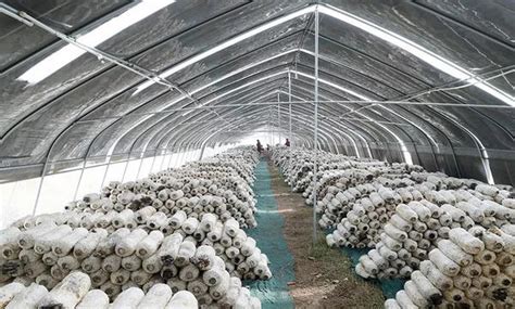 参观双塔蘑菇大棚_参观作文300字（合计7则）