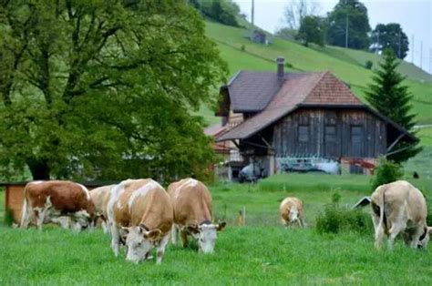 “抱牛体验”正成为国外农场的一个超级“网红”项目
