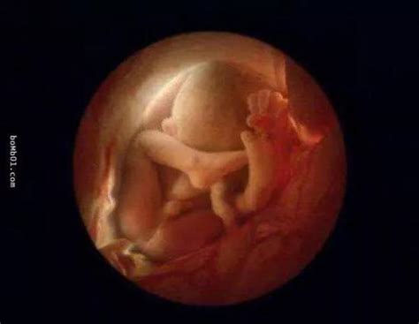 孕妇怀孕多长时间胎儿出现胎心