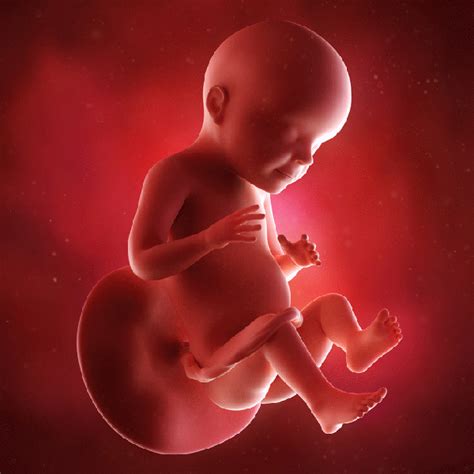 怀孕六个多月胎动轻连续动不停