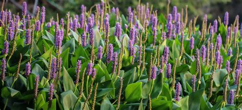 北方驳岸适合种植再力花否