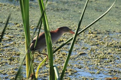 鱼出水鸟入林短句