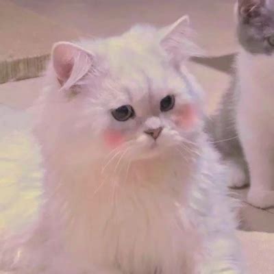 我喜欢的小动物-猫咪作文200字【精选8篇】