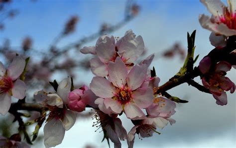 桃花的花语具体是什么?