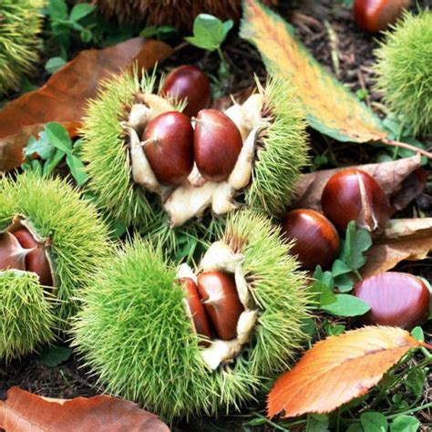 板栗营养价值高吗?