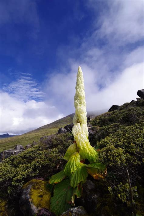喜马拉雅山有种植物，一生只开一次花，靠苞叶才在高原生存下来