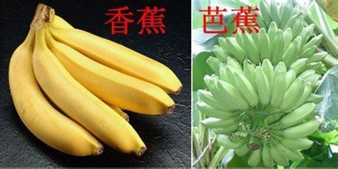 香蕉水松香水一樣嗎