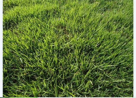 想在陕西买点结缕草草坪,谁能推荐一家技术种植效果好点的?