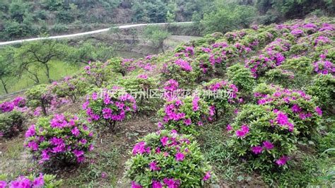 万州花卉绿植批发市场在哪里