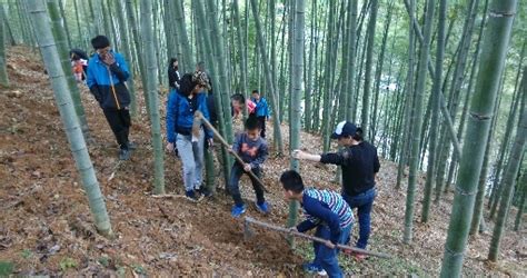 挖笋记-写事作文600字【推荐8则】