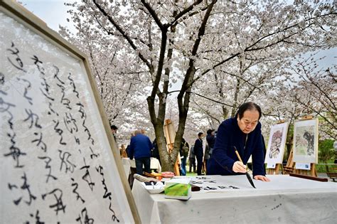 赏樱花-写景作文500字（通用4篇）