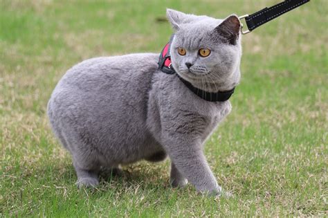 英短奶猫怎么养