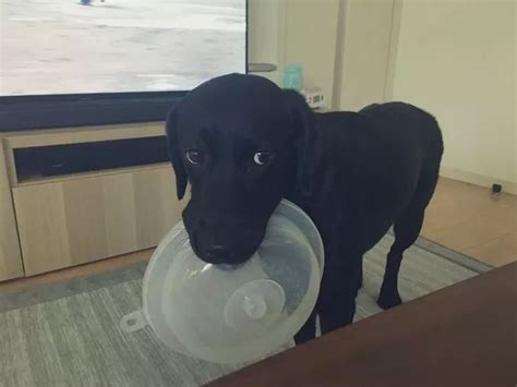 狗改不了屎的讽刺的话