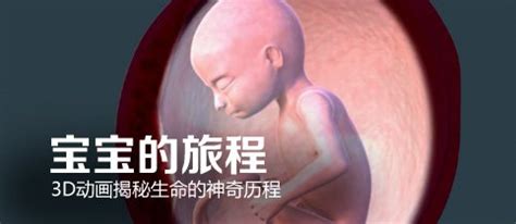 胎儿发育过程和图片