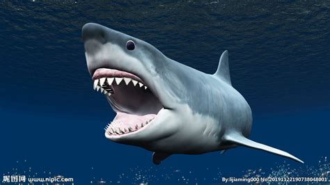 常见鲨鱼有哪几种种类