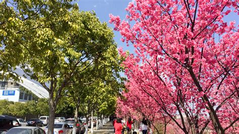 那些大学的校园内有樱花啊?